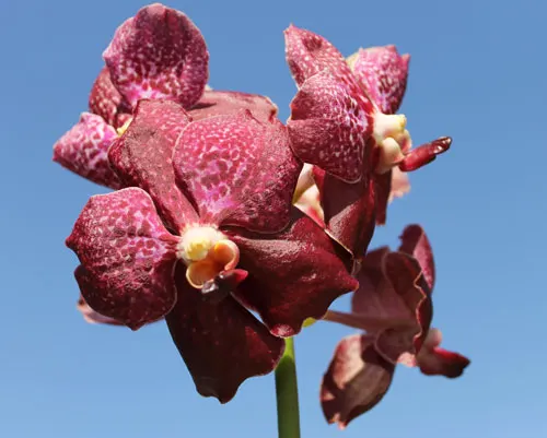 Ascocenda Haad Rawai x Vanda Tarab Waxy