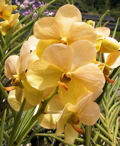Ascocenda Kultana White Will x Vanda First Gold