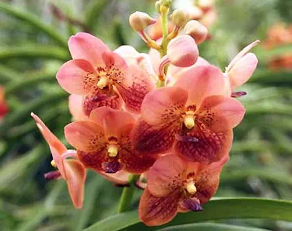 Ascocenda Miami Gold Spot x Vanda Lenavat
