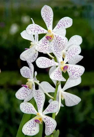 Mokara Jairak White