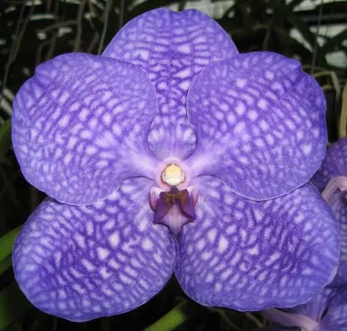 Vanda (Wirat x Kultana Blue)
