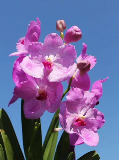 Vanda Adisak x Vanda Kultana Blue, pink