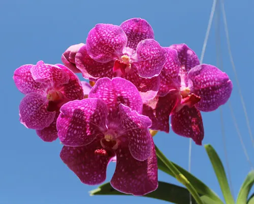 Vanda Bangkok Blue x Dr Anek
