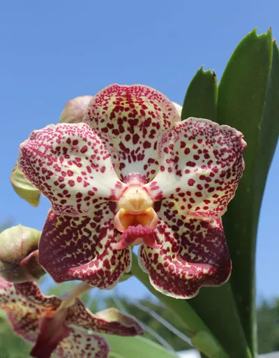 Vanda Bangyeekhan Delight x Ascocenda Kultana Pappion