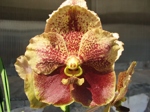 Vanda Brown Ball x Vanda Affordable Brown