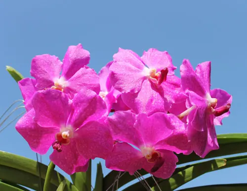 Vanda Brighton Fushia x Kimigayo