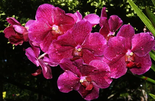Vanda Dr Anek x Bitz's Heartthrob x Kultana Flame