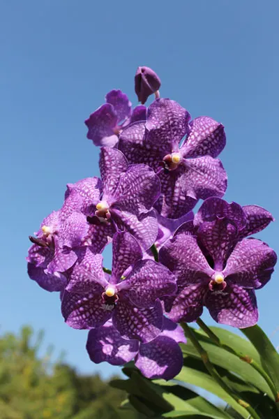 Vanda Dr Anek x Katsulea