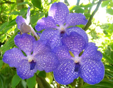Vanda Fuchs Blue