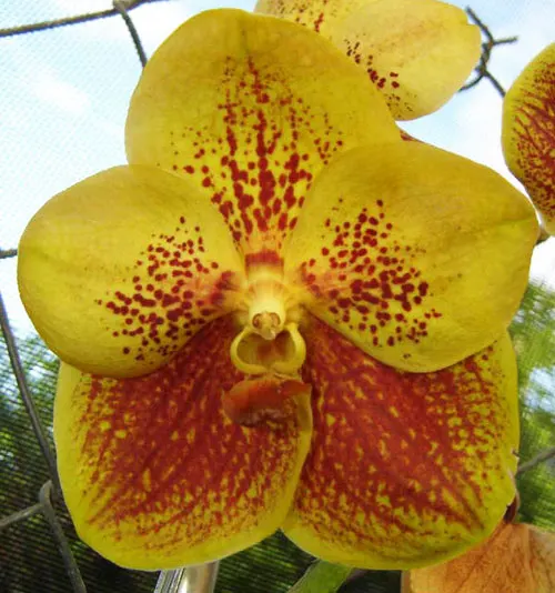 Vanda Gold Spot x sanderiana