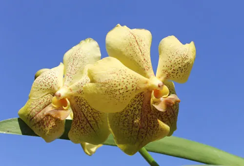 Vanda Gulf of Siam