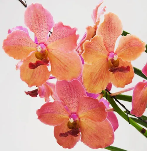 Vanda Gulf of Siam x Ascda Phairot