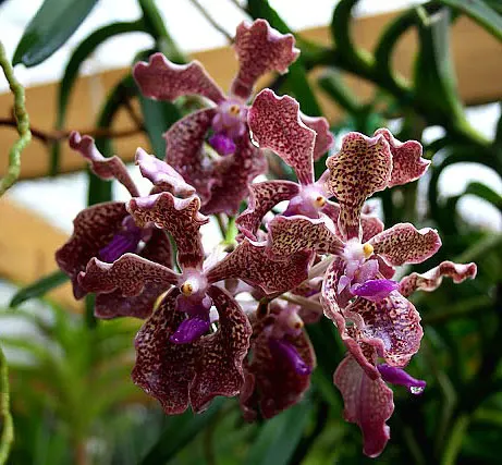 Vanda Kultana Fragrance-Happy Smile x Vanda Mimi Palmer