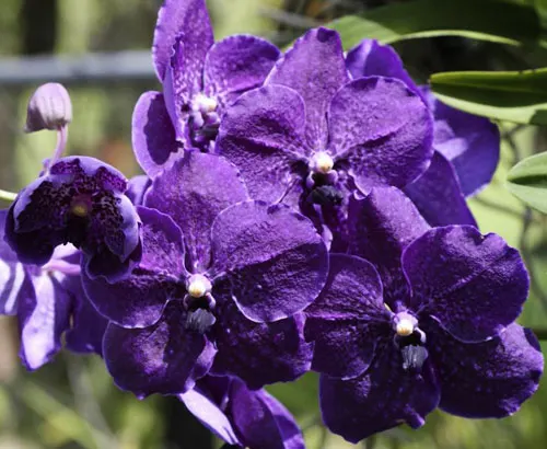 Vanda Kultana Magenta Red x Kultana Black Magic
