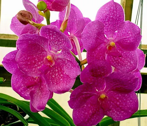 Vanda Kultana Magenta x Vanda (Manuel X Bitz's)