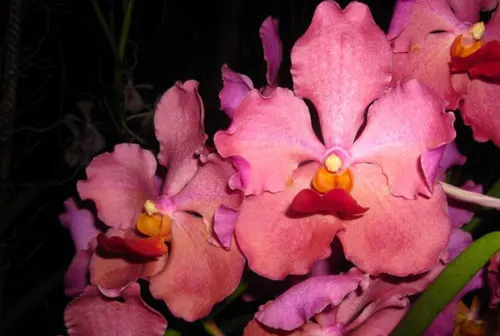 Vanda Kultana Red x luzonica