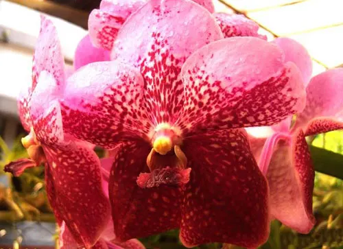 Vanda Kultana Ruby x sanderiana