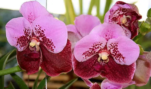 Vanda Lenavat x Patcharee's Delight
