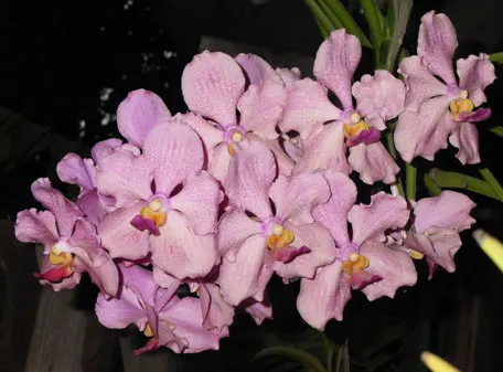 Vanda luzonica x Nakornsawan Belle