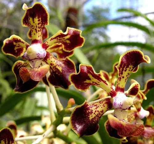 Vanda merrillii x denisoniana