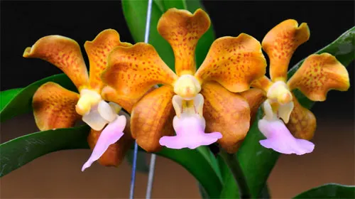 Vanda merrillii x denisoniana x Mimi Palmer
