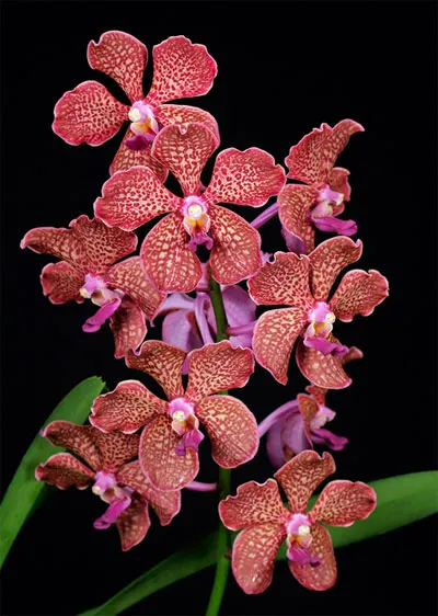 Vanda Mimi Palmer x Kultana Fragrance x Kultana Oriental Aroma