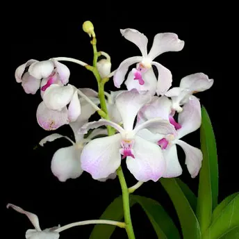 Vanda Nakorn Sawan Belle x luzonica