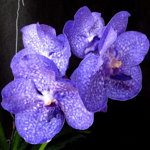 Vanda Pak Chong Blue 'Adisak'