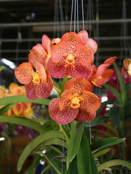 Vanda Sumon Spot x Phairot x Ascocenda Betty May Steal