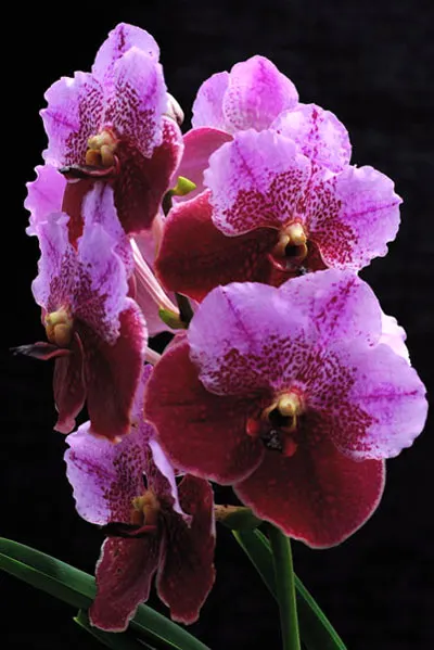 Vanda Taweesuksa x Vanda Kultana Delight