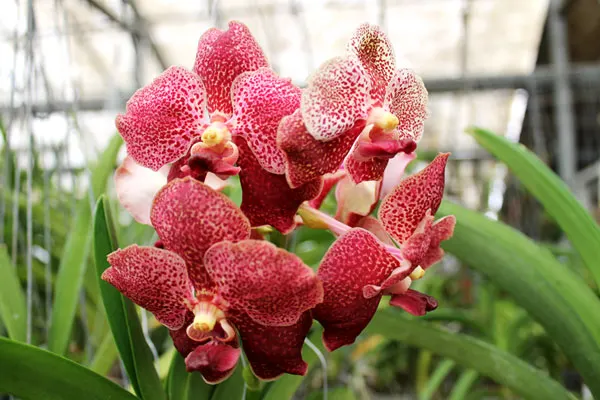 Vanda Thongchai x Vanda Mem Madame Pranerm