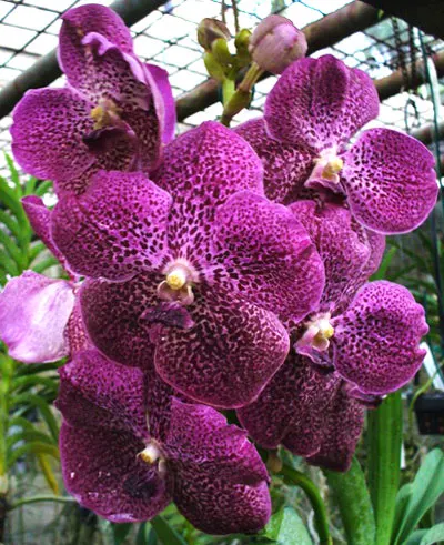 Vanda Taweewan x Tarab Waxy