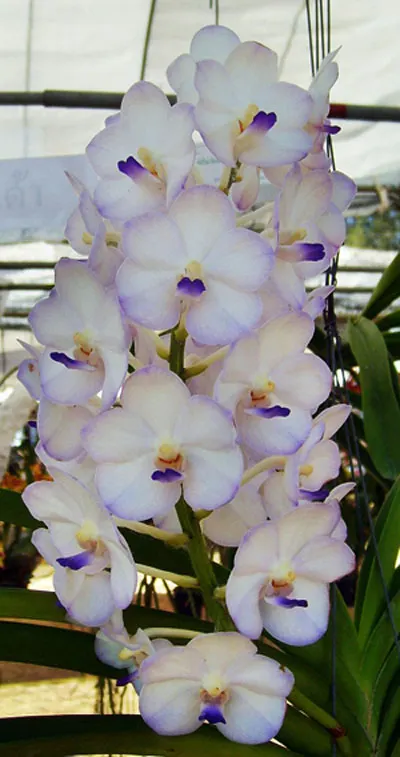 Aerides lawrenceae x Ascocenda Nongkham x Rhynchostylis coelestis blue