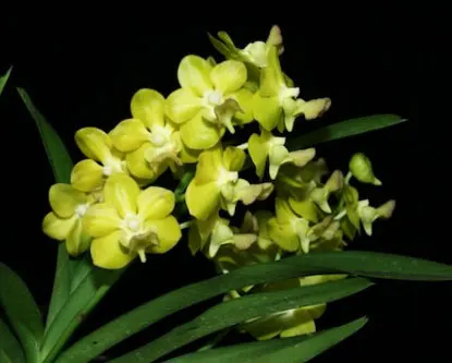 Aeridovanda Pothisarn