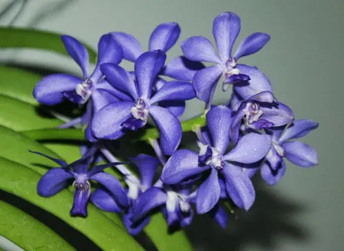 Vascostylis Baby Blue x Rhynchostylis coelestis blue