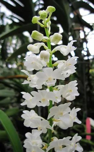 Rhynchostylis coelestis alba