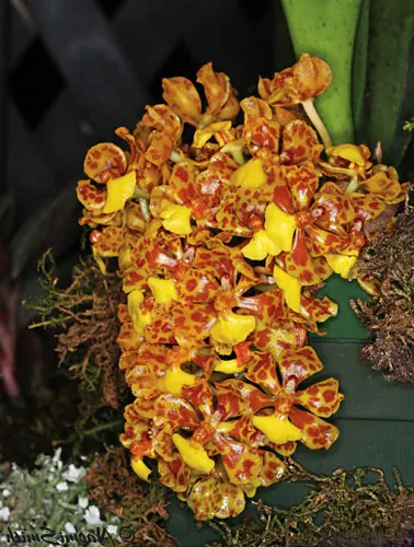 Oncidium nanum