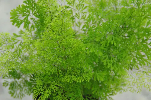 Anemia millefolia