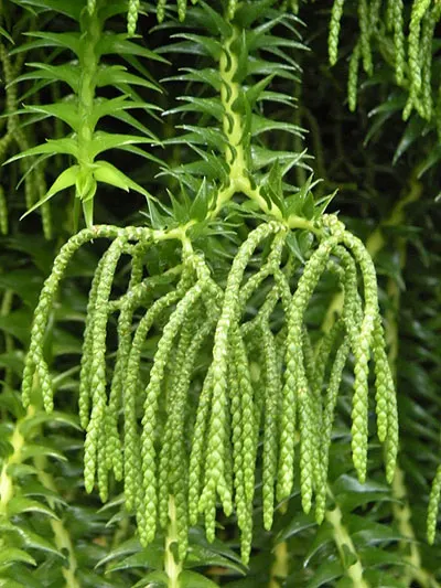 Lycopodium carinatum