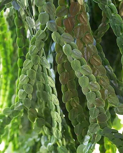 Lycopodium nummularifolium
