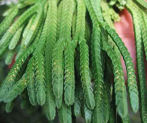 Lycopodium tetrasticha
