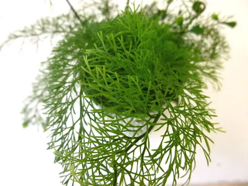 Asplenium daucifolium 'Fein'