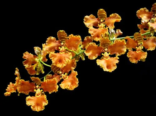 Oncidium forbesii