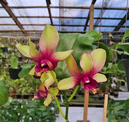 Dendrobium Jairak Splash