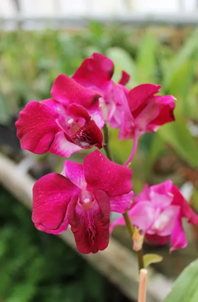 Dendrobium King Dragon x Lady Charm