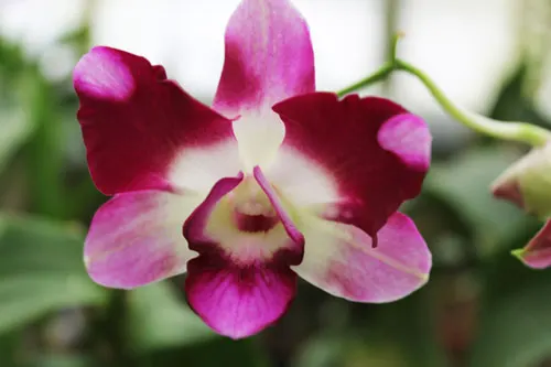 Dendrobium Star Fantasy