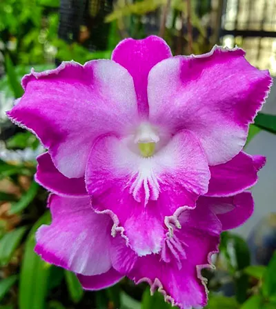 Dendrobium Lady Pink x King Dragon