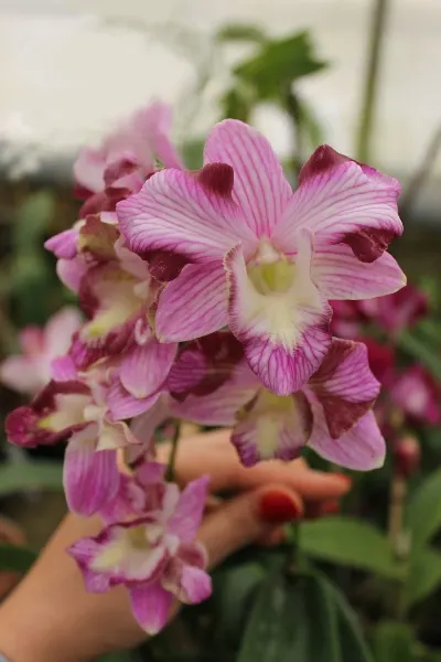 Dendrobium Snow White x Candy Stripe