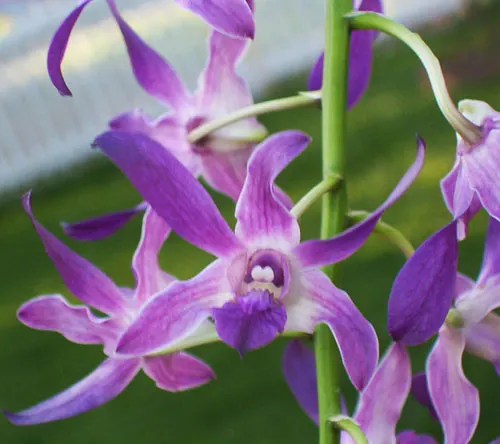 Dendrobium Somkiet Blue