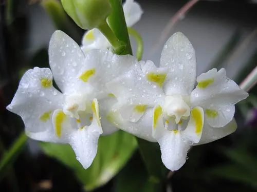 Doritis pulcherrima white